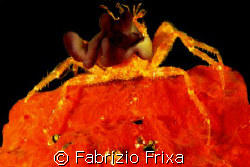 THE CRAB IN RED. by Fabrizio Frixa 